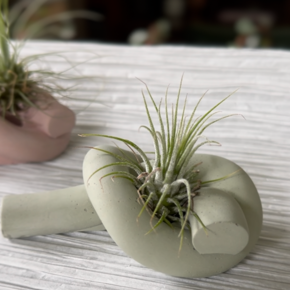 These are hand poured and hand mixed oxide colored cement air planters. Due to their handmade nature each one is unique. These lovely knots are an air planter hit! Explore the best and coolest gift ideas for plant enthusiasts!