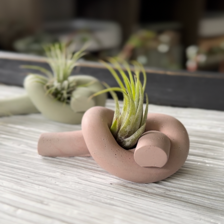 These are hand poured and hand mixed oxide colored cement air planters. Due to their handmade nature each one is unique. These lovely knots are an air planter hit! Explore the best and coolest gift ideas for plant enthusiasts!