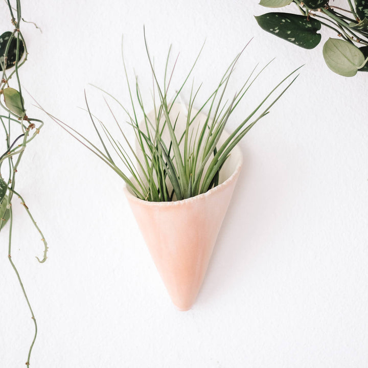 The Carter & Rose large ceramic wall cone is a unique way to bring plant life to your walls, from air plants, dried flower arrangements, or artificial plants. Try it with our Tillandsia Ionantha Maxima-Large!  Each ceramic cone is handmade and will differ slightly from the photo. Large cone dimensions: (LxWxH) 7.5x4.5x3 inches.  *AIR PLANT NOT INCLUDED Explore the best and coolest gift ideas for plant enthusiasts!