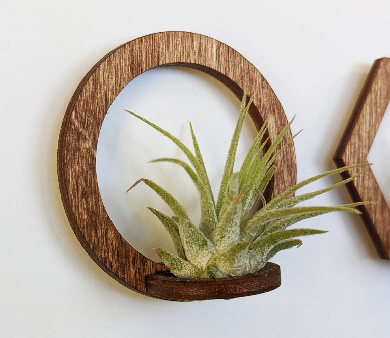 Make a statement with this sleek magnetic air plant holder. Walnut finish.   Magnet measures 2" x 2"    *DOES NOT INCLUDE AIR PLANT. Works best with small and medium air plant sizes.* Explore the best and coolest gift ideas for plant enthusiasts!