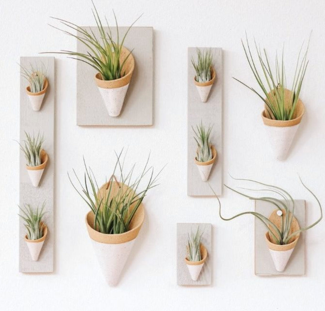 The Carter & Rose large ceramic wall cone is a unique way to bring plant life to your walls, from air plants, dried flower arrangements, or artificial plants. Try it with our Tillandsia Ionantha Maxima-Large!  Each ceramic cone is handmade and will differ slightly from the photo. Large cone dimensions: (LxWxH) 7.5x4.5x3 inches.  *AIR PLANT NOT INCLUDED Explore the best and coolest gift ideas for plant enthusiasts!